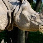 Профессиональный анализ игрового автомата Great Rhino Deluxe