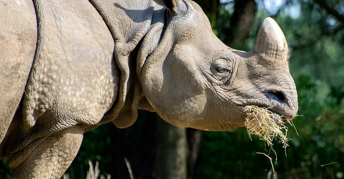 Профессиональный анализ игрового автомата Great Rhino Deluxe