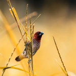 Техническая экспертиза слот-игры Wild West Gold игровые механики