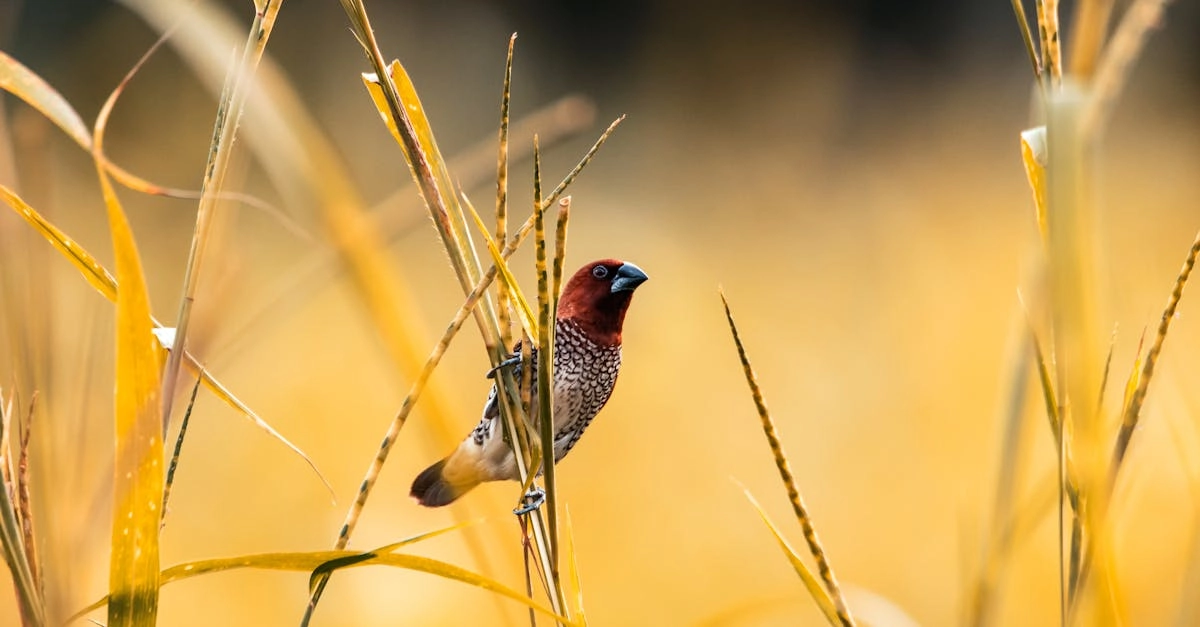 Техническая экспертиза слот-игры Wild West Gold игровые механики